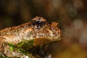 Hochstetter's frog