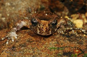 Hochstetter's frog