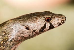 Chevron skink