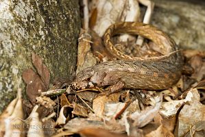 Chevron skink