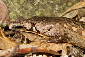 Chevron skink