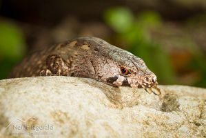 Chevron skink