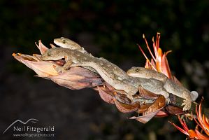 Raukawa geckos