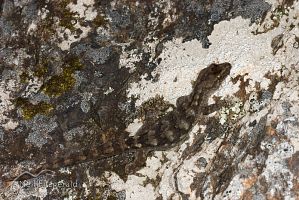 Common gecko