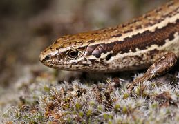 Waiharakeke grass skink