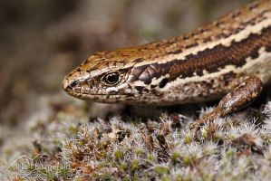 Waiharakeke grass skink