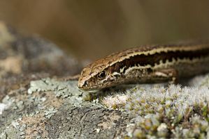 Waiharakeke grass skink