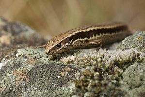 Waiharakeke grass skink