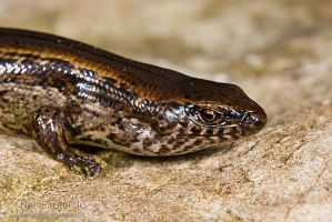 Copper skink
