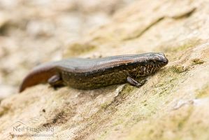 Copper skink