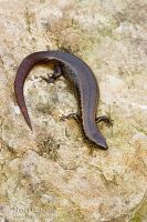 Copper skink
