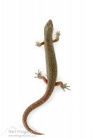 Copper skink