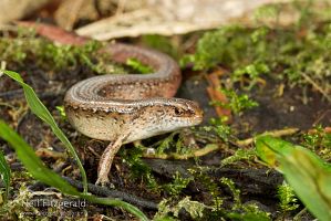 Copper skink
