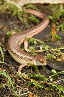 Copper skink