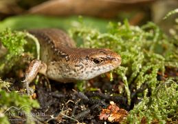Copper skink
