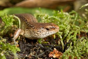Copper skink