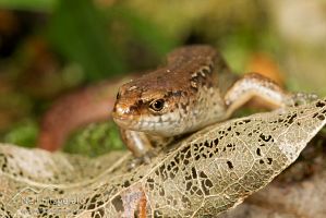 Copper skink