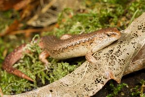 Copper skink