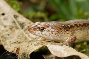 Copper skink