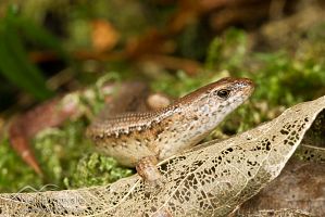 Copper skink
