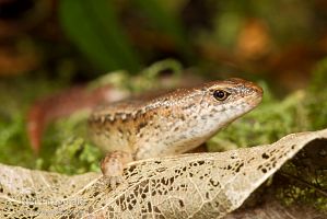 Copper skink