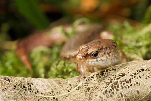 Copper skink