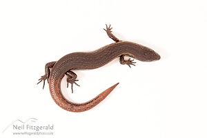 Copper skink