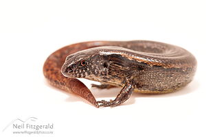 Copper skink