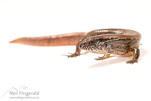 Copper skink