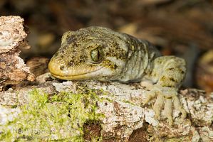 Duvaucel's gecko
