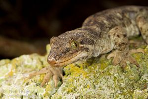 Duvaucel's gecko