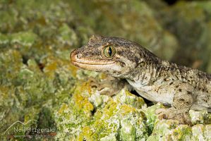 Duvaucel's gecko