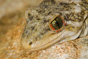 Duvaucel's Gecko
