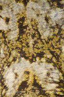 Duvaucel's Gecko