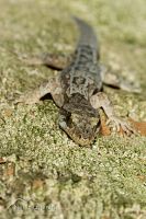 Duvaucel's gecko