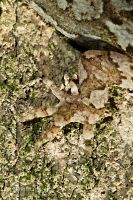 Duvaucel's gecko