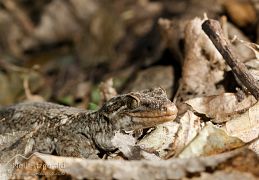 Duvaucel's gecko