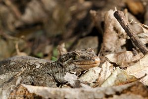 Duvaucel's gecko