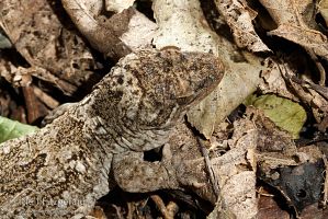 Duvaucel's gecko