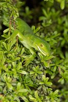 Elegant gecko
