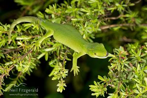 Elegant gecko