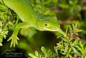 Elegant gecko