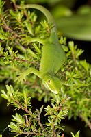 Elegant gecko