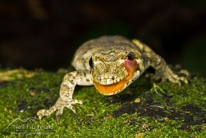 Forest gecko