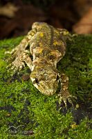 Forest gecko