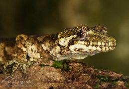 Lizards