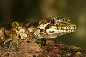 Forest gecko