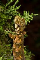 Forest gecko