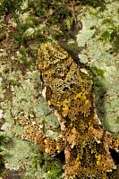 Forest gecko