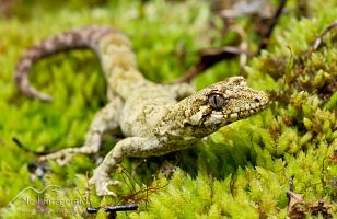 Forest gecko